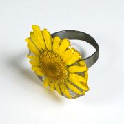 Anillo Margarita amarilla silvestre