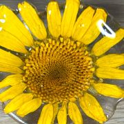 Anillo Margarita amarilla silvestre