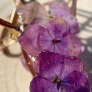 Pinza de pelo semicírculo