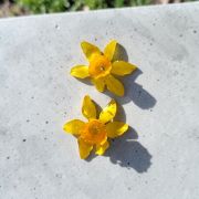 Conjunto Primavera 2026